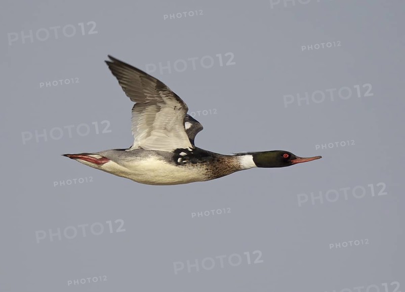 Red-breasted Merganser (Mergus serrator) male flying, Ohio, USA