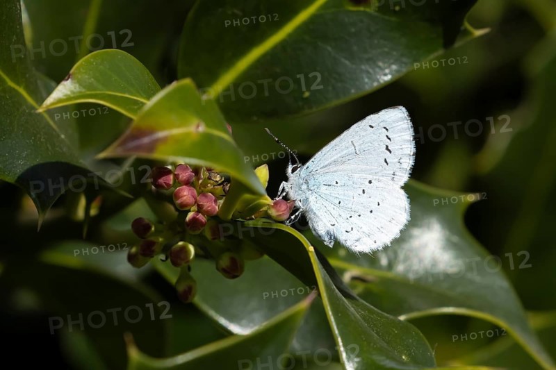 Holly blue butterfly (Celastrina argiolus) adult insect resting on a garden Holly tree leaf in spring, Suffolk, England, United Kingdom