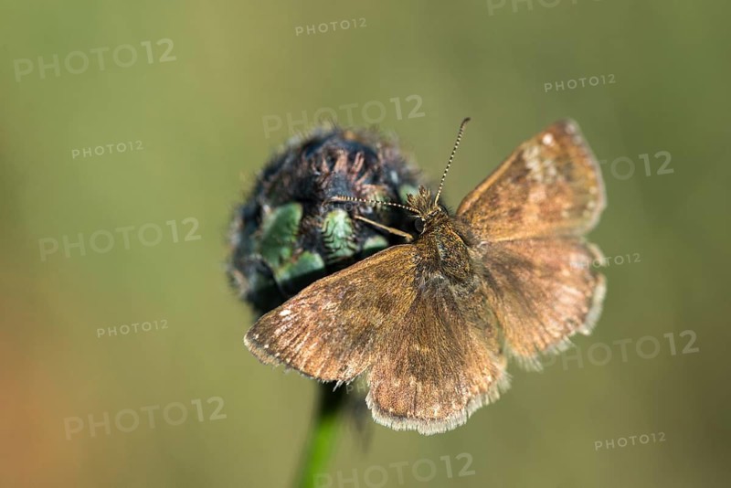 Dingy skipper, dark-headed butterfly, insects, butterflies, insects, butterflies, butterflies, butterflies, butterflies, butterflies