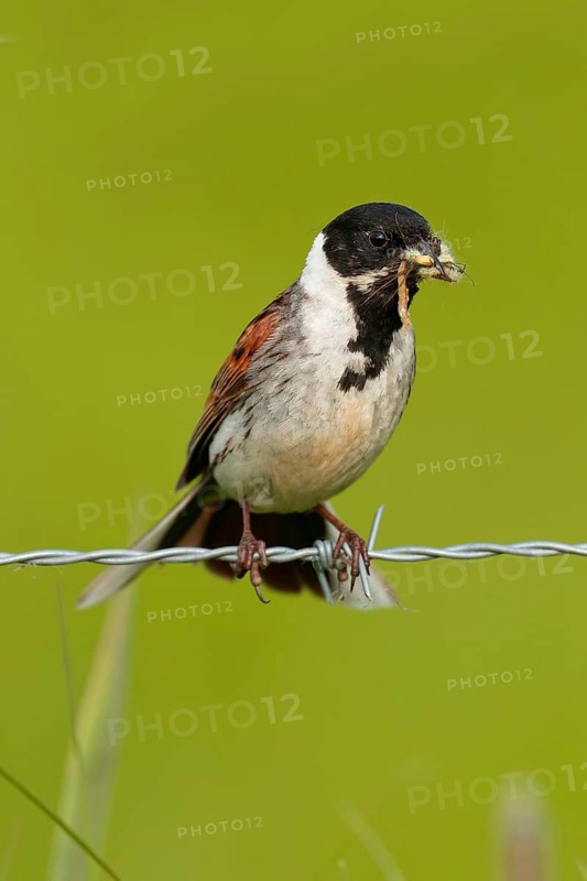 A male reed bunting (Emberiza schoeniclus) with food, Lake Duemmer, Germany