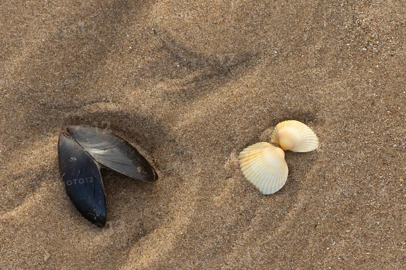 Mussel and Cockle shells on a sandy beach, England, United Kingdom