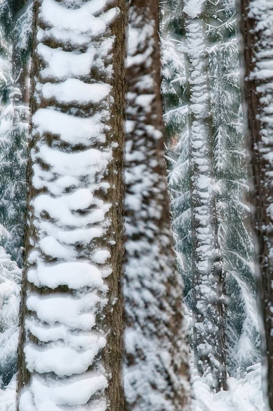 Tree, trees, high size, portrait, coniferous forest, snow, tree, forest, winter, wood