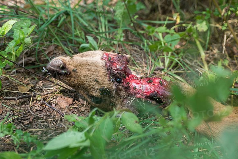 Artiodactyla, Canis lupus, Capreolus capreolus, carnivora, even-toed ungulate, cloven-hoofed, predators, roe deer, roe deer, wolf, mammals, raptors, crack, mammals, wolf