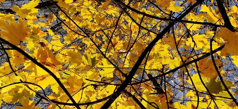 Yellow leaves branch out against a clear blue sky, migrating in autumn