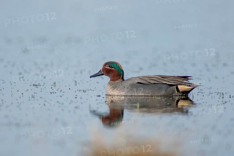 Anas Crecca, Common Teal, Grosbeak, Crickente, Anatidae, Birds, Ducks, Ducks, Duckbirds, Leo, Male, Mirror, Male, Mirror Image, Birds, Waterbirds