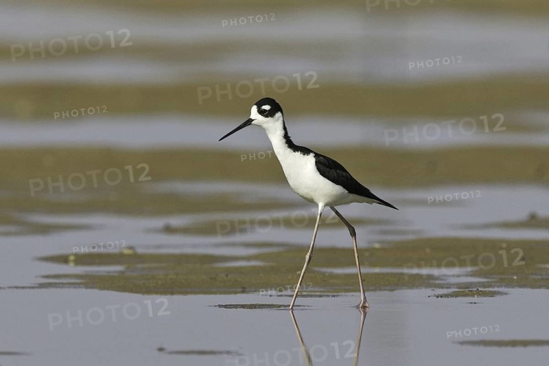 Black-necked Stilt (Himantopus mexicanus), Arizona, USA