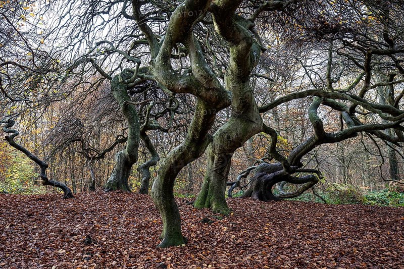 Süntelbuchen (Fagus sylvatica), cripple beeches, Hexenwald, Semper Forest Park, near Lietzow, Rügen, Mecklenburg-Western Pomerania, Germany