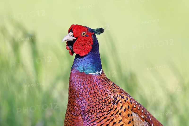 Pheasant, hunting pheasant (Phasianus colchicus), adult male bird in a meadow, animal portrait, wildlife, Lembruch, Ochsen Moor, Dümmer nature park Park, Lower Saxony, Germany