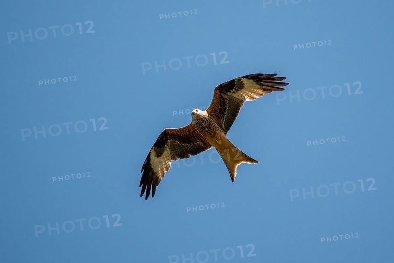 Accipitriformes, Milvus Milvus, Red Kite, Red Kite, Red Kite, Birds, Flying, Flight, Raptor, Raptors, Birds