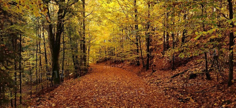 A colorful forest trail, strewn with golden, autumnal leaves and surrounded by trees, hiking in autumn, Geroldsgrüner Forst, Frankenwald nature park Park, Upper Franconia