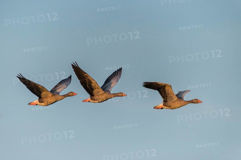 Anser Anser, Greylag or Graylag Goose, Grelag Goose, Anatidae, Battle, Birds, Duckbirds, Fight, Flying, Flight, Goose, Geese, Bird Migration, Birds, Waterbirds