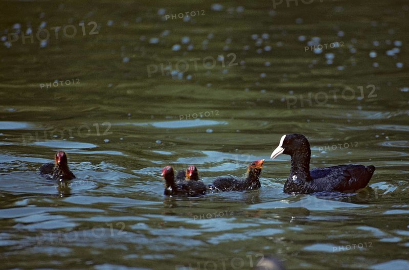 Eurasian Coot coot, dune cub, fulica atra, chick, adult, birds, coot, coot, adult, sexually mature, gruiformes, crane birds, pullus, rails, railbirds, rallidae, birds, waterbirds, waterbirds, waterbirds, waterbirds, waterbirds