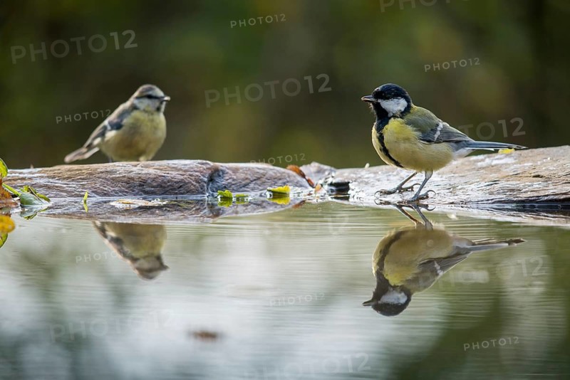 Blue tit, great tit, great tit, parus caeruleus, parus major, bath, bathe, bird bath, birds, tits, mirror, passeri, songbirds, songbirds, mirror image, tits, drinking, birdbath, birds, watering place