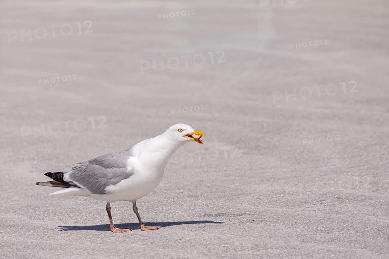 Herring Gull (Larus argentatus), Brittany, France