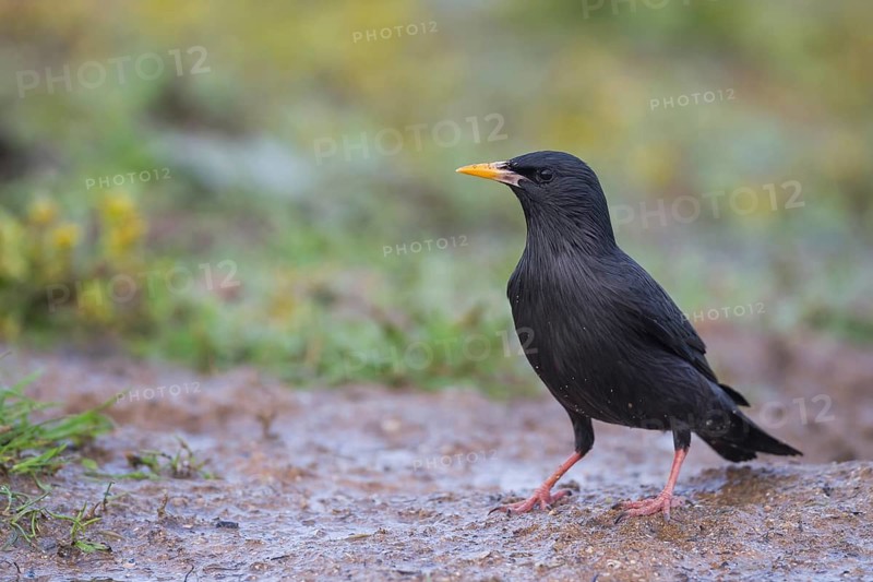 Spotless Starling - Einfarbstar - Sturnus unicolor, Morocco, adult