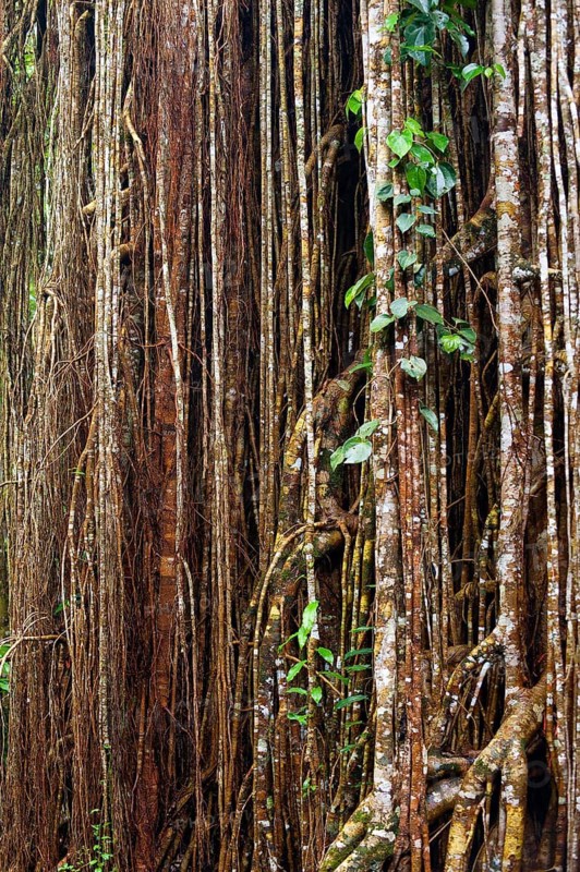 Strangler fig (Ficus virens), tropical tree, tree, rainforest, jungle, Atherton tablelands, Queensland, Australia
