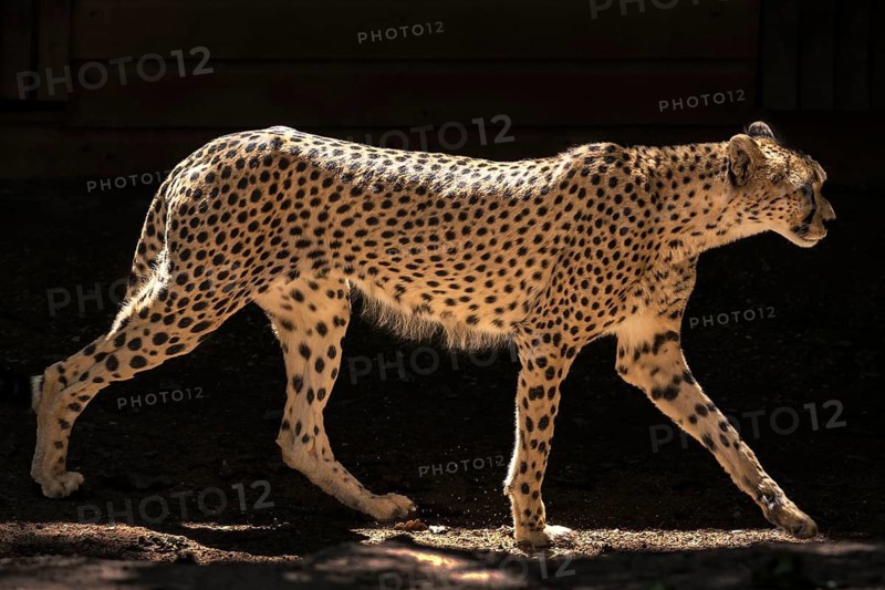 Cheetah (Acinonyx jubatus), Nuremberg Zoo, Middle Franconia, Bavaria, Germany
