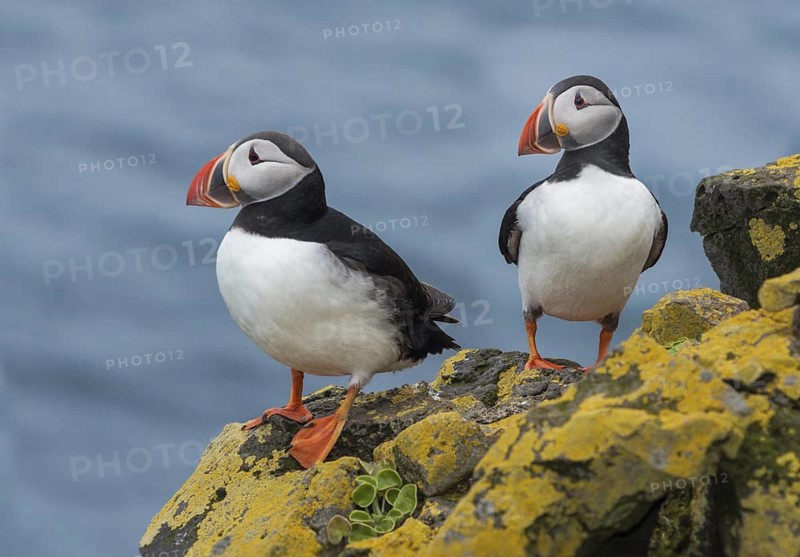 Atlantic Puffin (Fratercula arctica) on cliff, Iceland