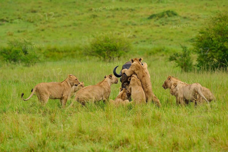A pride of lions attacks a buffalo in its natural savannah habitat: lion (Panthera leo), Cape buffalo (Syncerus caffer), Masai Mara National Reserve, Narok County, Kenya