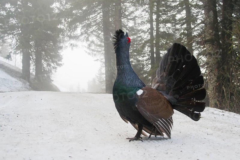 Western Capercaillie (Tetrao urogallus) male, Baden-Wuerttemberg, Germany