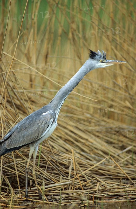 Ardea cinerea, heron, gray heron, birds, ciconiiformes, adolescent, high size, portrait, juvenile, leo, heron, walking birds, wading birds, birds