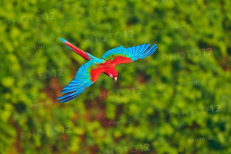 A parrot with red, green and blue colours flying over a green background, Green-winged Macaw, or Dark Scarlet macaw (Ara chloroptera), Buraco Das Araras, Bonito, Pantanal, Brazil