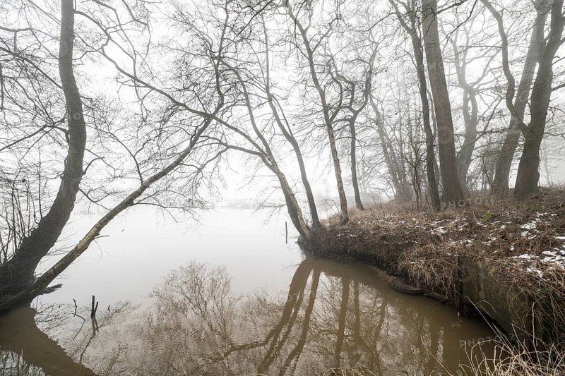 Pond landscape with black alder (Alnus glutinosa) in the fog, Emsland, Lower Saxony, Germany