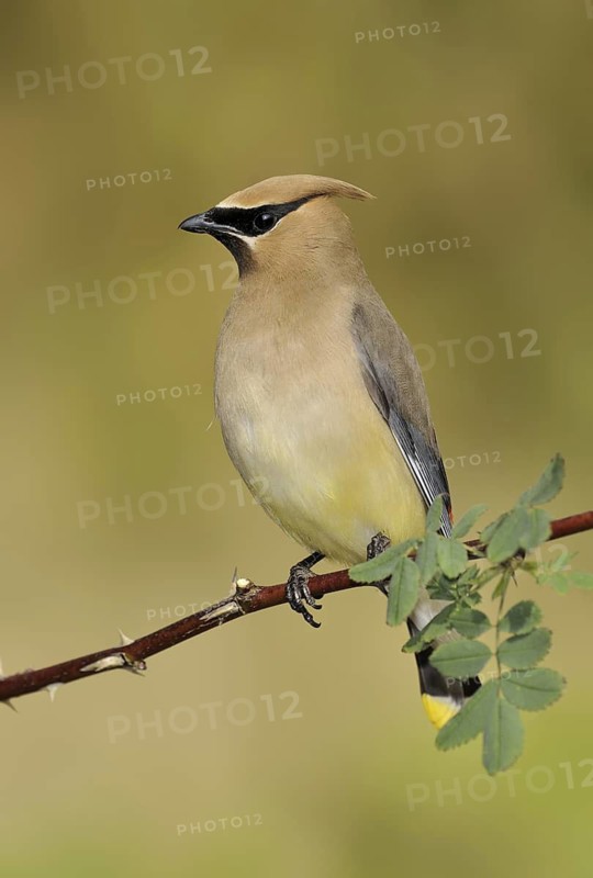 Cedar Waxwing (Bombycilla cedrorum), British Columbia, Canada