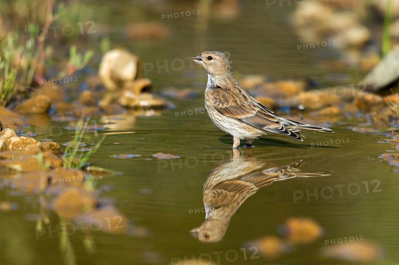 Acanthis cannabina, bloodtail, linaria cannabina, linnet, bath, bird bath, birds, female, hanfling, mirror, passeri, songbirds, songbirds, reflection, drinking, birdbath, birds, watering place, female