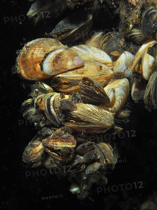 Cluster of quagga mussels (Dreissena rostriformis bugensis), invasive species, under dark underwater conditions, Wildsau dive site, Berlingen, Lake Constance, Switzerland, Germany