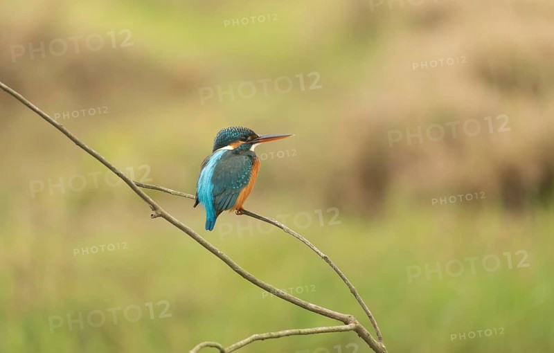A common kingfisher (Alcedo atthis), Sreepur, Gazipur, Bangladesh