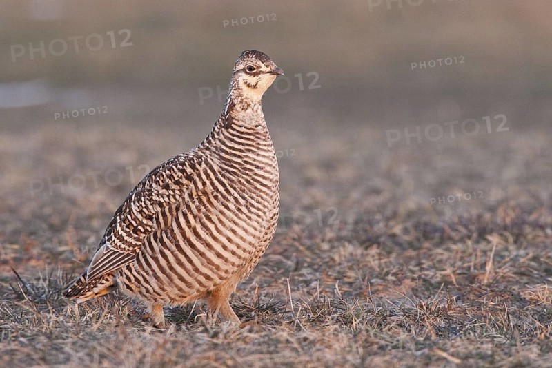 Greater Prairie Chicken (Tympanuchus cupido) female, Wisconsin, USA