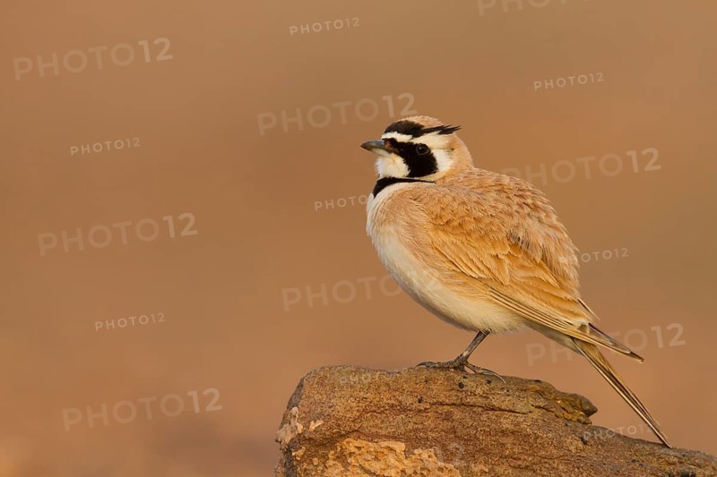 Temminck's Horned Lark - Saharaohrenlerche - Eremophila bilopha, Morocco