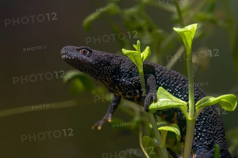Great crested newt, crested newt, northern crested newt, Triturus cristatus, amphibians, amphibians, female amphibians, newt, newt, northern crested newt, warty newt, female