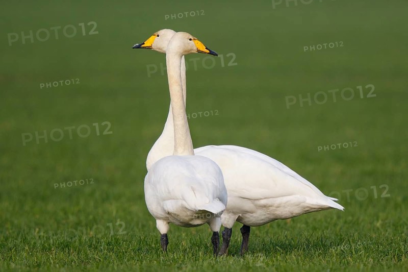 Whooper Swan (Cygnus cygnus), North Rhine-Westphalia, Germany