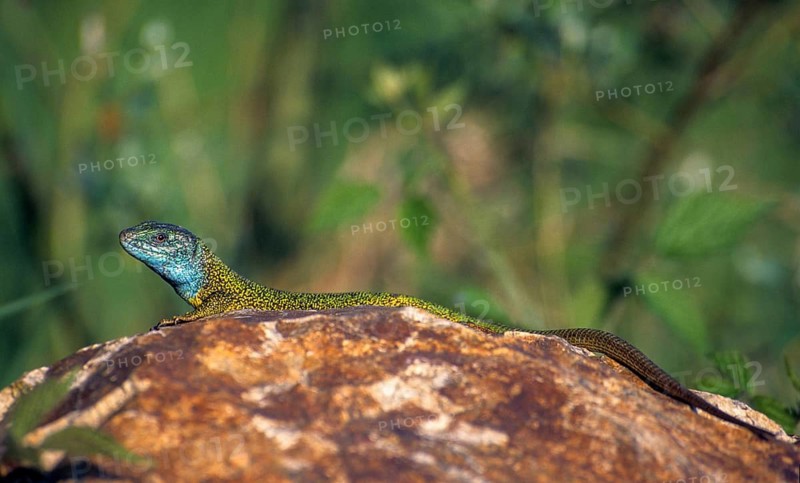 Green lizard, Lacerta viridis, emerald lizard, critters, lizards, ffh, reptiles, lizards, males, reptilia, reptiles