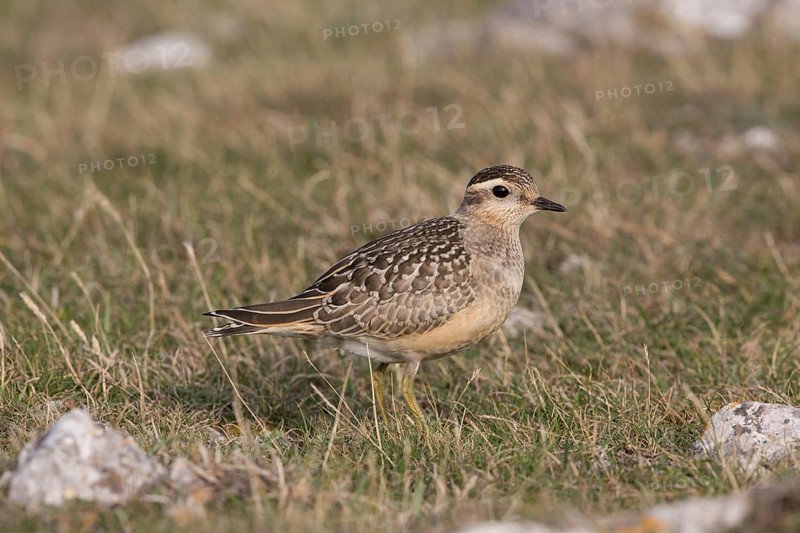 Eurasian Dotterel (Charadrius morinellus), Wales, United Kingdom