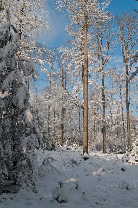 Beech plants, fagaceae, fagus sylvatica, common beech, trees, common beech, European beech, flora, high size, portrait format, landscape, plants, plants, snow, tree, forest, winter, wood