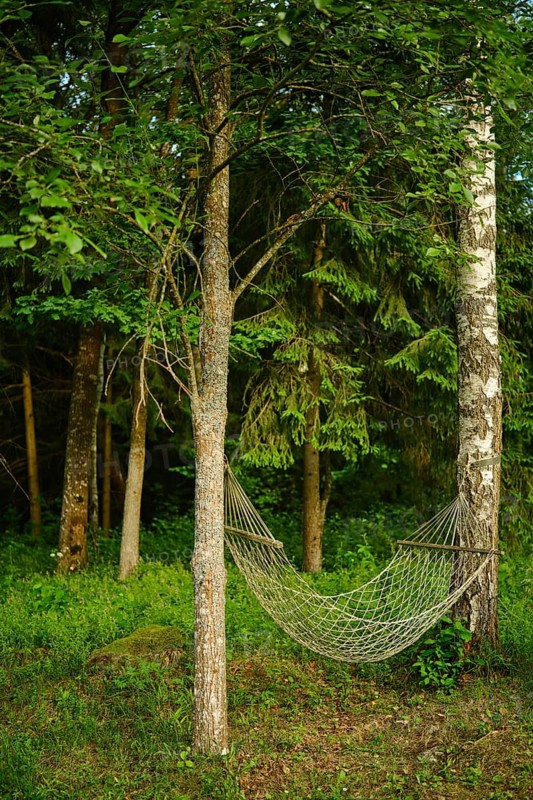 Hammock is strung between two trees in thick forest. Sunlight filters through leaves. Green grass covers ground