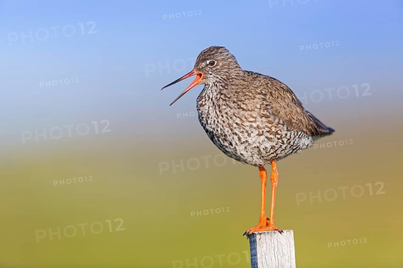 Redshank, (Tringa totanus), Animals, Birds, Limicoles, Snipe family, Snipe, Knappavellir, Austurland, Iceland