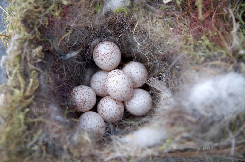 Blue tit (Cyanistes caeruleus), breeding, clutch, eight blue tit eggs in a nest
