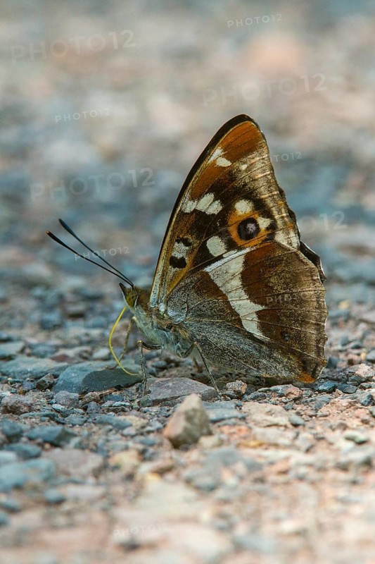 Apatura Iris, large Schiller butterfly, purple emperor, butterfly, high size, portrait format, insects, butterfly, butterflies
