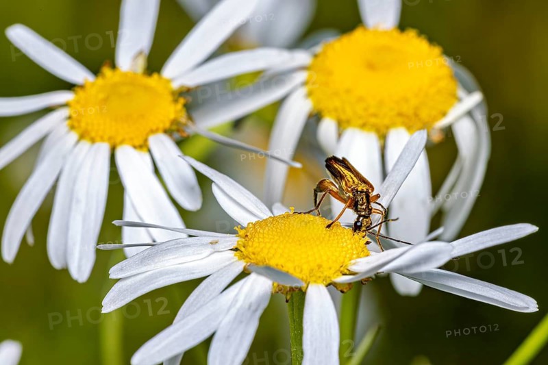 A beetle is perched on the yellow centre of a daisy in its natural habitat, Oedemera podagrariae, a true ground beetle, near Herleshausen in Germany