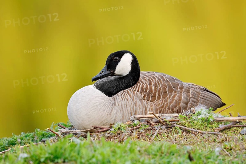 Canada goose (Branta canadensis) sitting brooding on the nest, North Rhine-Westphalia, Germany