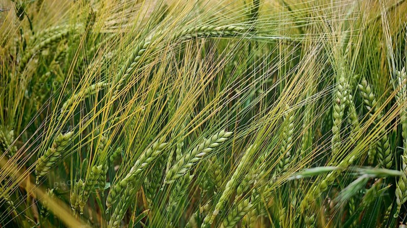 Dense grain field with green ears in nature, Stockheim, Frankenwald nature park Park, Upper Franconia