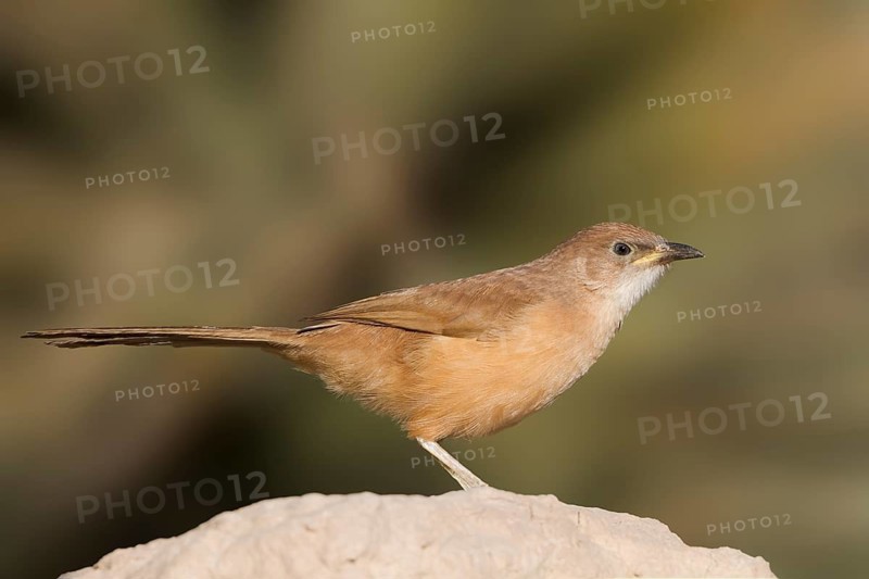 Fulvous Babbler - Akaziendrossling - Argya fulva ssp. maroccana, Morocco