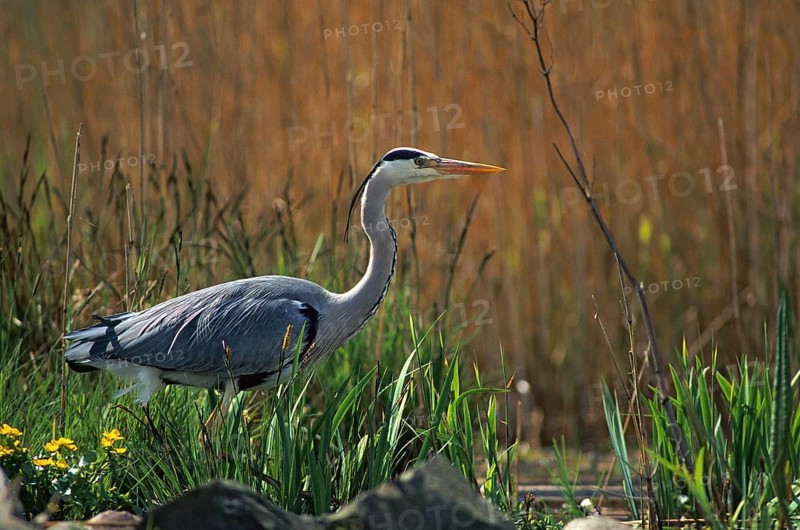Ardea cinerea, heron, gray heron, adult, birds, ciconiiformes, adult, sexually mature, leo, heron, walking birds, waitbirds, birds
