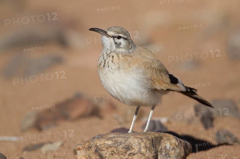 Greater Hoopoe-Lark (Alaemon alaudipes) female, Morocco