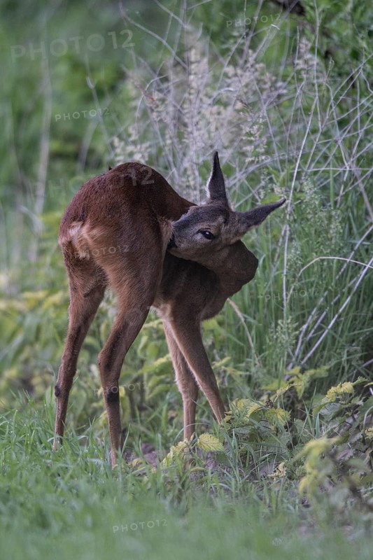 Roe deer (Capreolus capreolus), Emsland, Lower Saxony, Germany