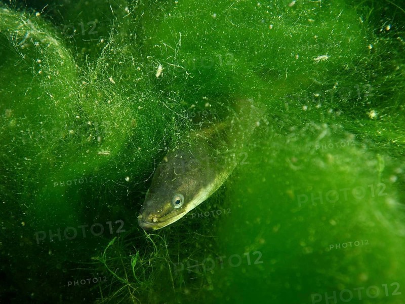 A European eel (Anguilla anguilla) hides between bright green algae under water, dive site Klosterinsel, Rheinau, Canton Zurich, Rhine, High Rhine, Switzerland, Germany
